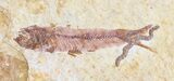 Multiple Knightia Fossil Fish - Wyoming #60793-2